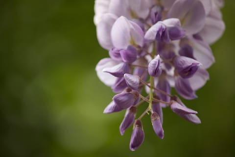 Closeup of purple wisteria flowers against a blurred green background.