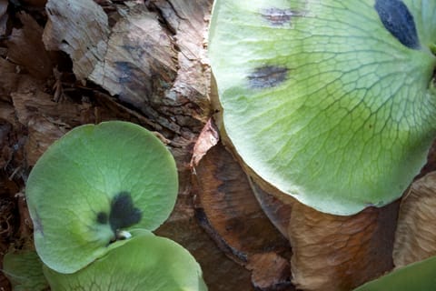 Staghorn fern (Platycerium bifurcatum), growing on a tree. 