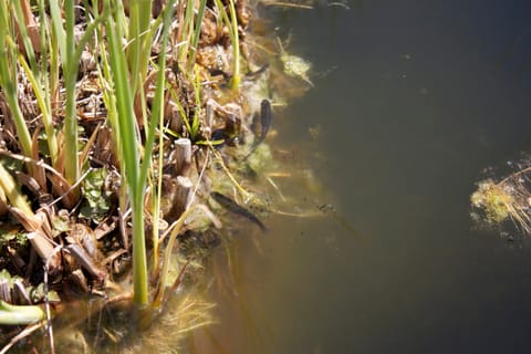 Little fish swim near plants at the edge of a murky pond.