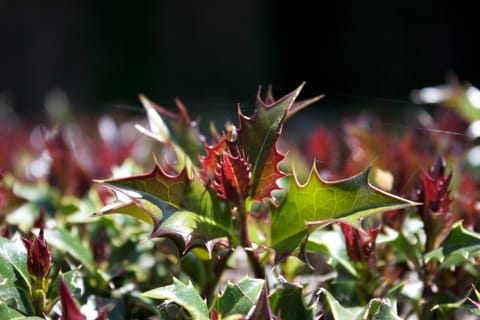 Closeup of spiky green and red leaves on a bush resembling holly (though I'm not sure that's what it is).