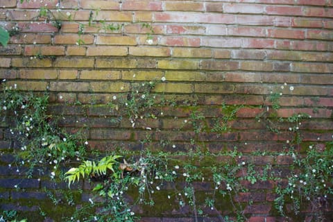 Flowers, leaves and moss growing on a brick wall. 