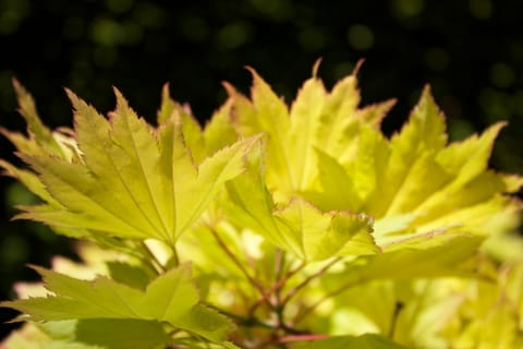 Bright yellow-green leaves against a dark black background.
