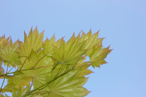 Bright yellow-green leaves against a clear blue sky.