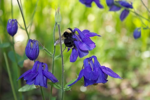 Bumblebee on a purple columbine flower. 