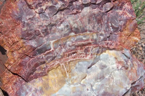 Petrified wood appears as colorful stone. 