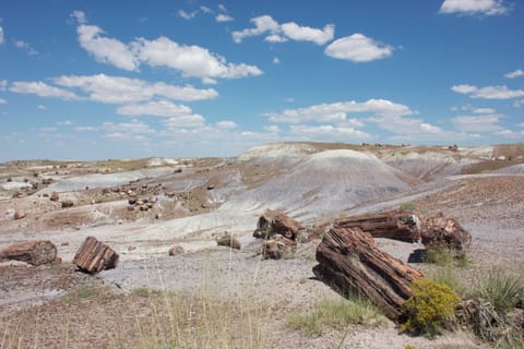 Petrified wood in this desolate landscape has been fossilized and turned to stone. 