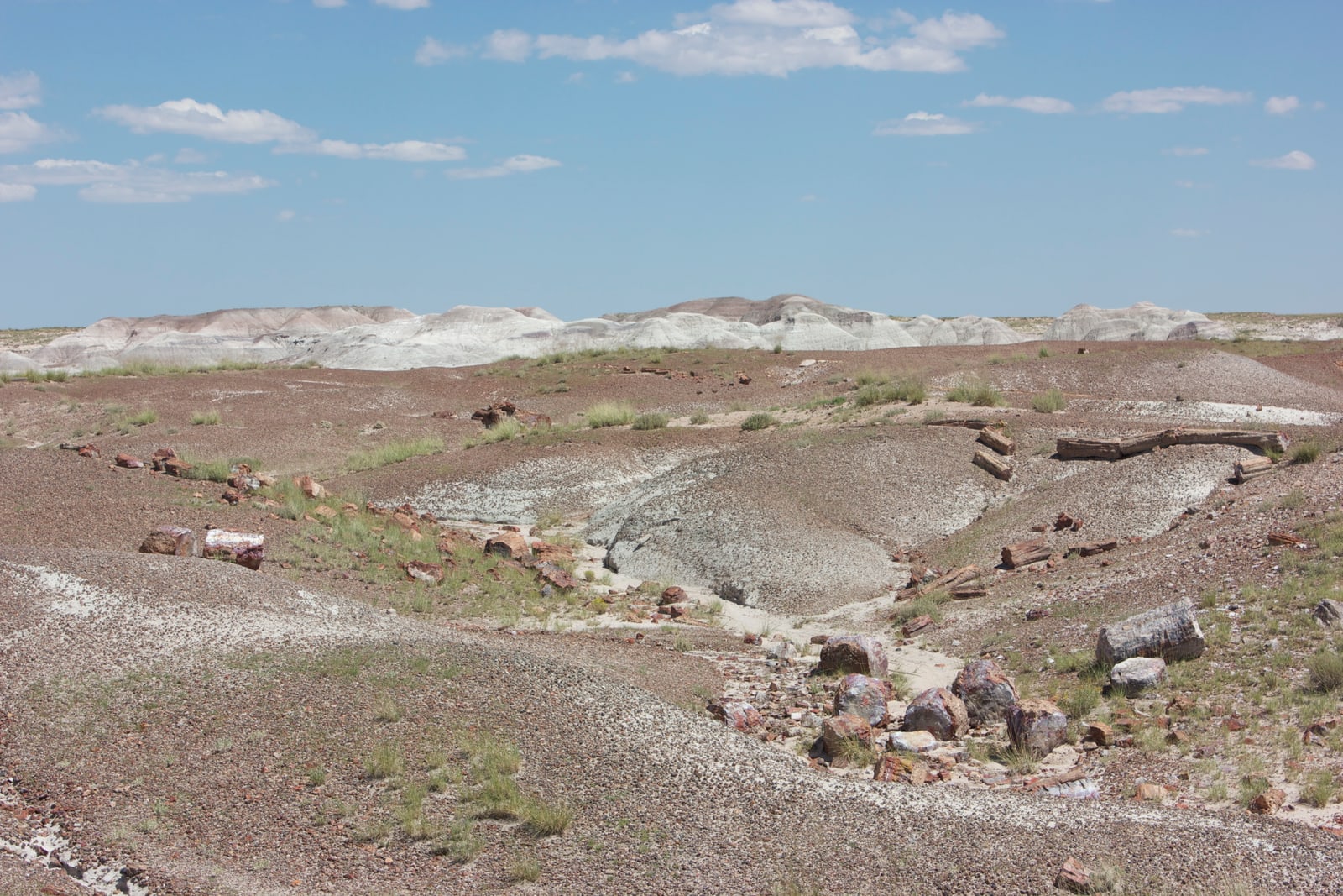 Petrified wood in this desolate landscape has been fossilized and turned to stone.