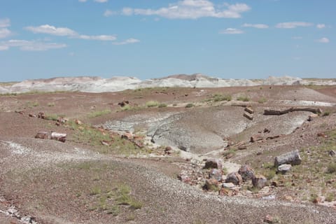 Petrified wood in this desolate landscape has been fossilized and turned to stone. 