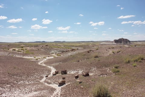 Petrified wood in this desolate landscape has been fossilized and turned to stone. 