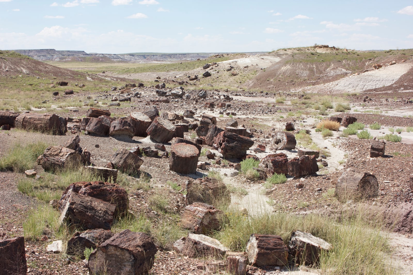Petrified wood in this desolate landscape has been fossilized and turned to stone.