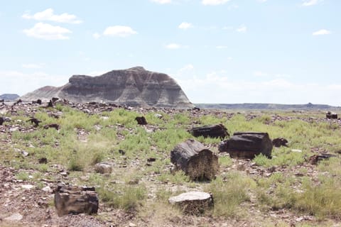 Petrified wood in this desolate landscape has been fossilized and turned to stone. 