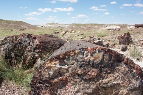 Petrified wood in this desolate landscape has been fossilized and turned to stone. 