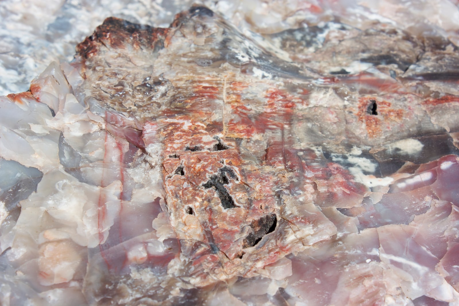 Petrified wood appears as colorful stone.