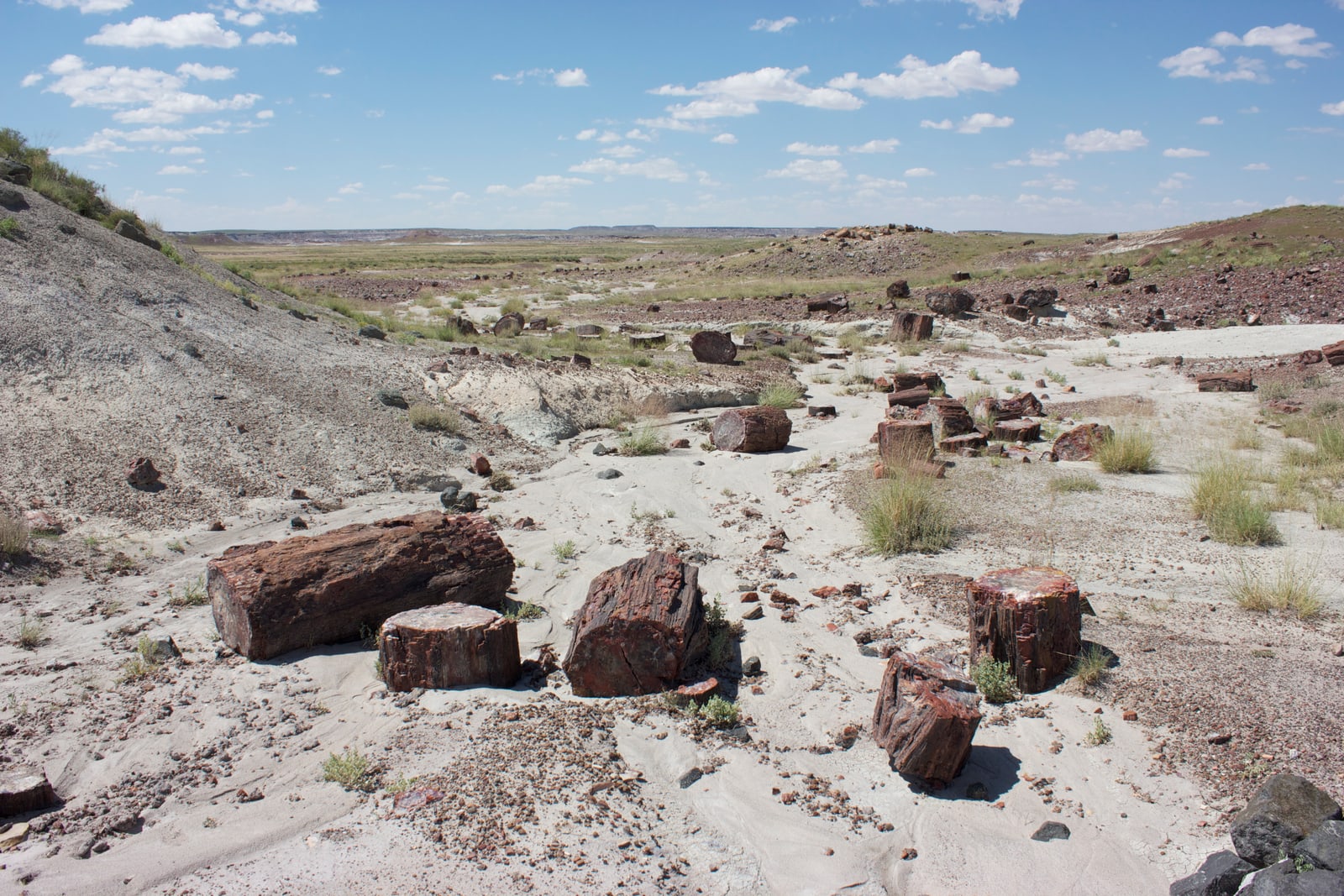 Petrified wood in this desolate landscape has been fossilized and turned to stone.