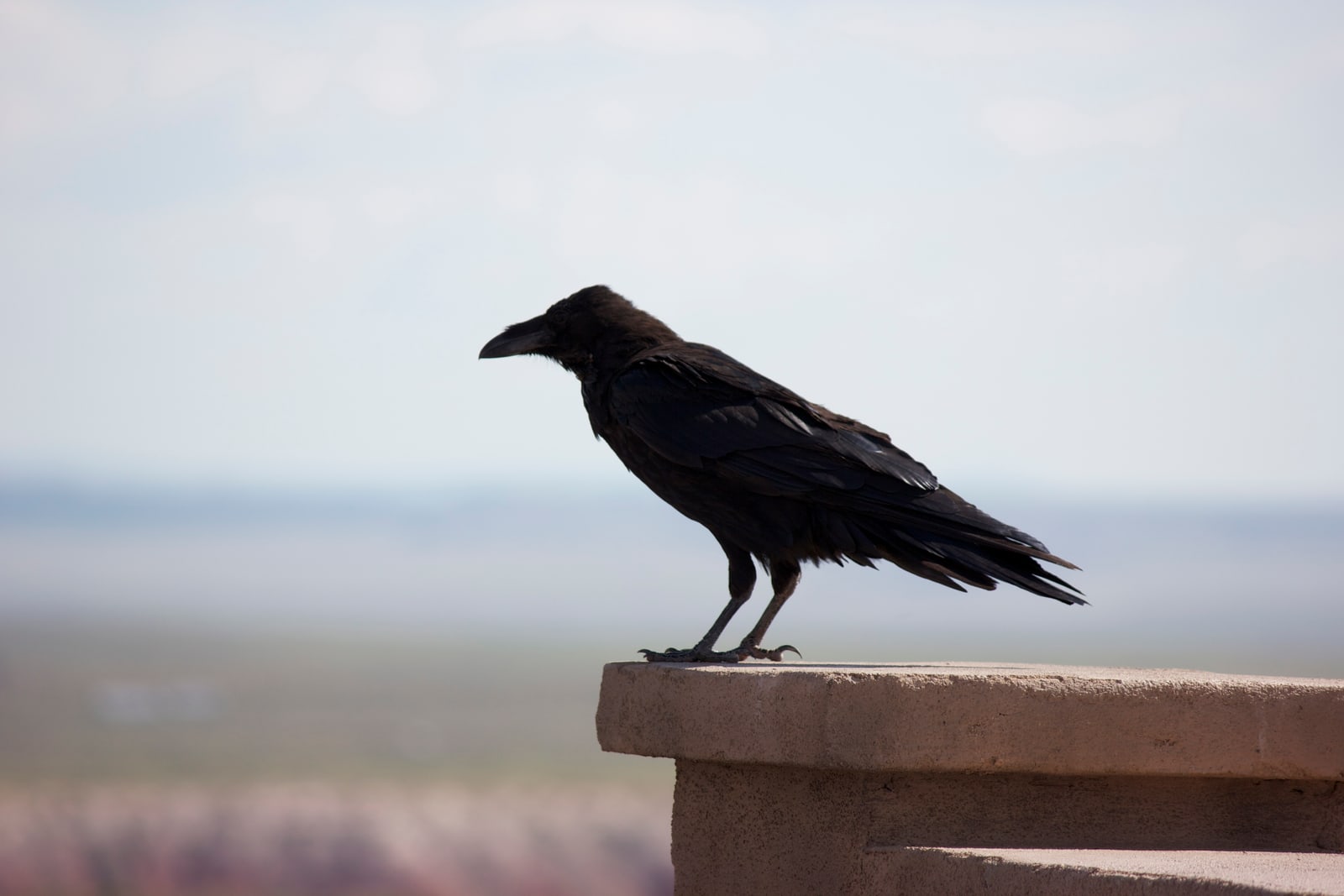 Raven in profile, closeup (somewhat).