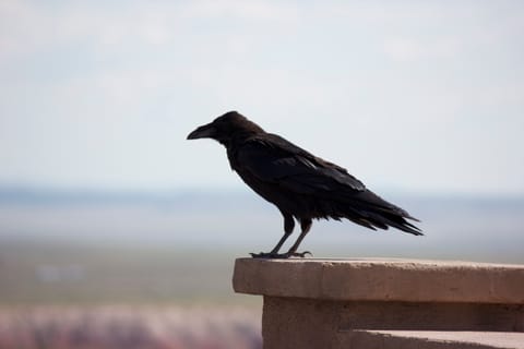 Raven in profile, closeup (somewhat).