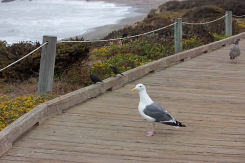 A male seagull and some other birds, standing on a coastal boardwalk.
