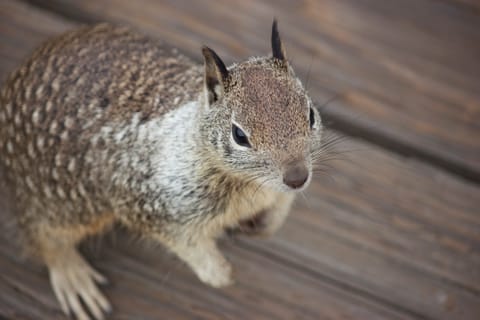 Ground squirrel, ready for his closeup on the boardwalk.