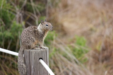 Ground squirrel, sitting on a post.