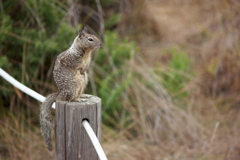 Ground squirrel, standing on a post.