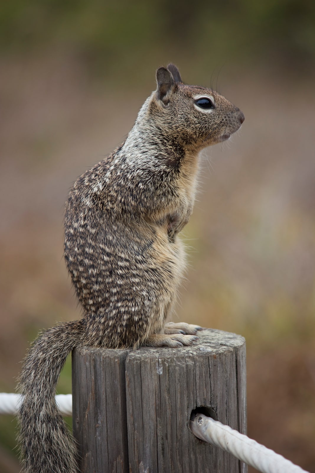 Ground squirrel, standing on a post with a blurred background (portrait orientation).