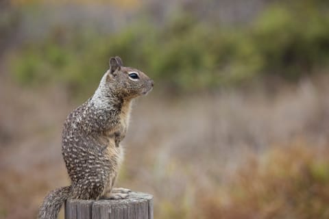 Ground squirrel, standing on a post with a blurred background. 