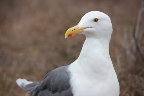A male seagull, closeup.