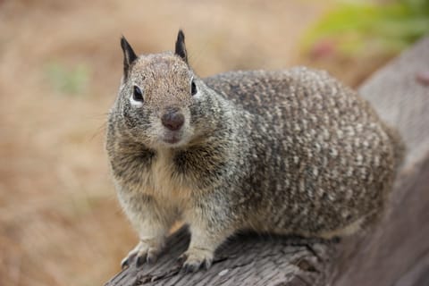 Ground squirrel, ready for his closeup on the boardwalk.