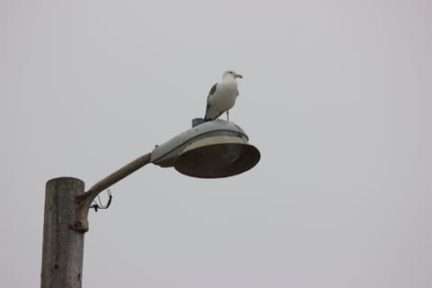 A male seagull perched on a light post against a pale foggy sky.