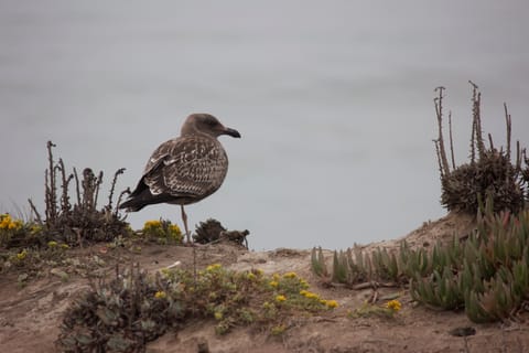 A female seagull resting on one leg on a coastal cliff.