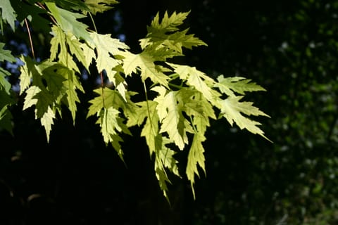 Bright yellow green leaves against a dark black background.