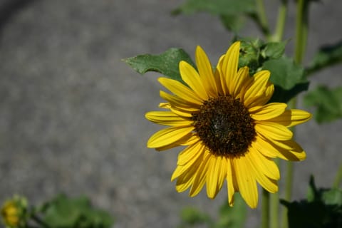 Yellow sunflower. 
