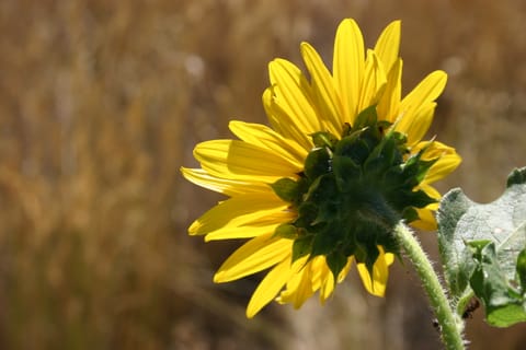 Back of a yellow sunflower with ants. 
