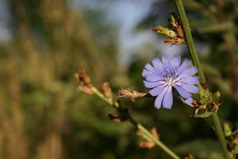 Lavender or purple flower against a blurred green background. 