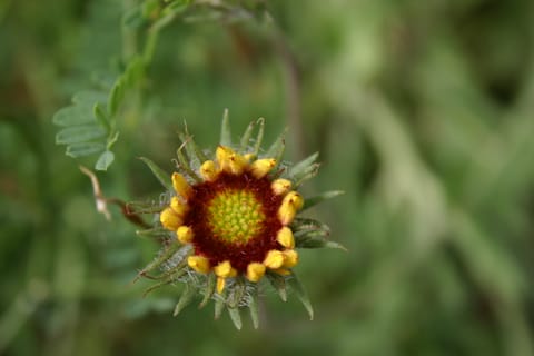 Yellow and orange flower. 