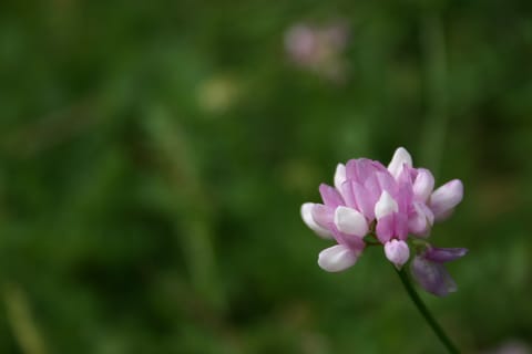 Pink flower closeup against a green background.