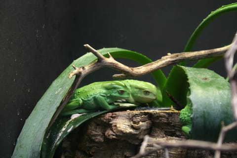Waxy Monkey Tree Frogs (Phyllomedusa sauvagii).