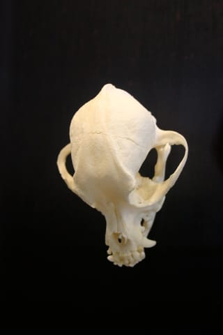 Chihuahua skull on a black background.