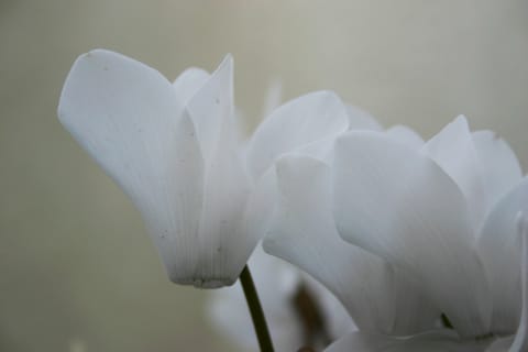Delicate white Cyclamen flowers on a pale background.