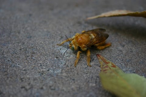 Golden bumblebee or carpenter bee with green eyes.