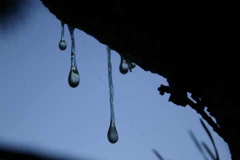 Sap stalactites dripping from a tree limb, translucent and silhouetted against a background of blue sky.