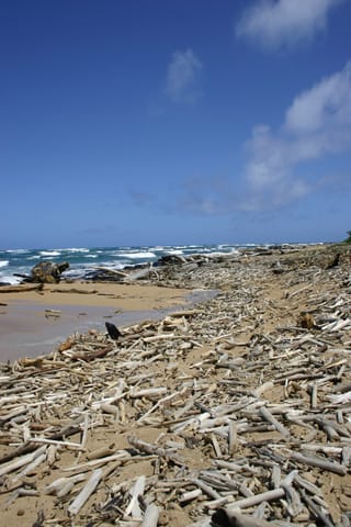 Driftwood litters the beach near the mouth of the Wailua River, where it meets the Pacific Ocean. 