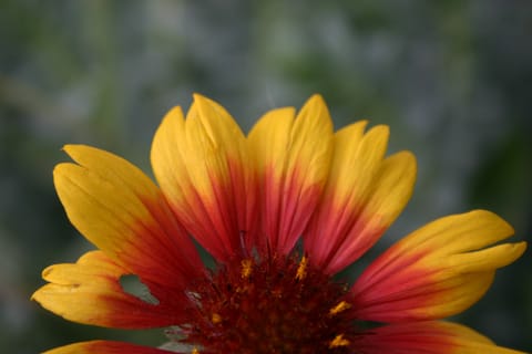 Orange and yellow flower (perhaps a daisy)?