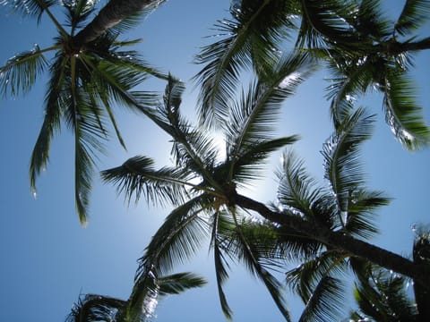 Palm trees against a blue sky. 