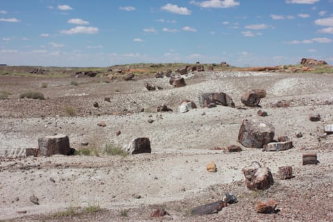 Petrified wood in this desolate landscape has been fossilized and turned to stone. 