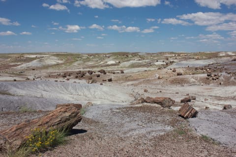 Petrified wood in this desolate landscape has been fossilized and turned to stone. 