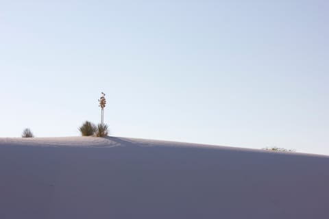 Soaptree yucca plant at White Sands National Monument, New Mexico.