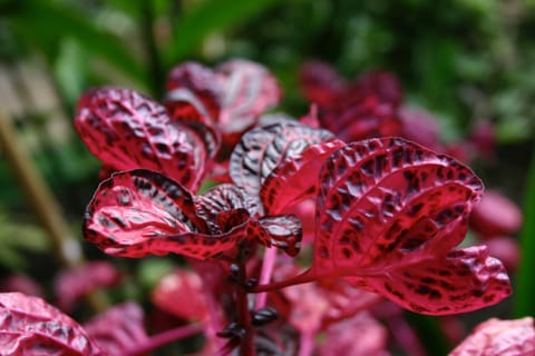 Red and black leaves on a plant. 