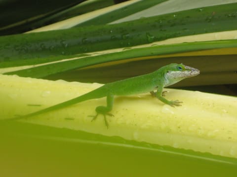 A green anole lizard on a green and yellow plant.