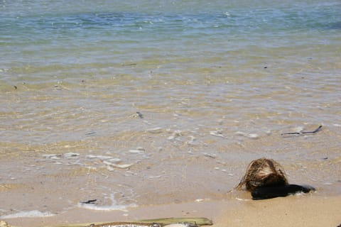 A fallen coconut at the mouth of the Wailua River, where it meets the Pacific Ocean. 